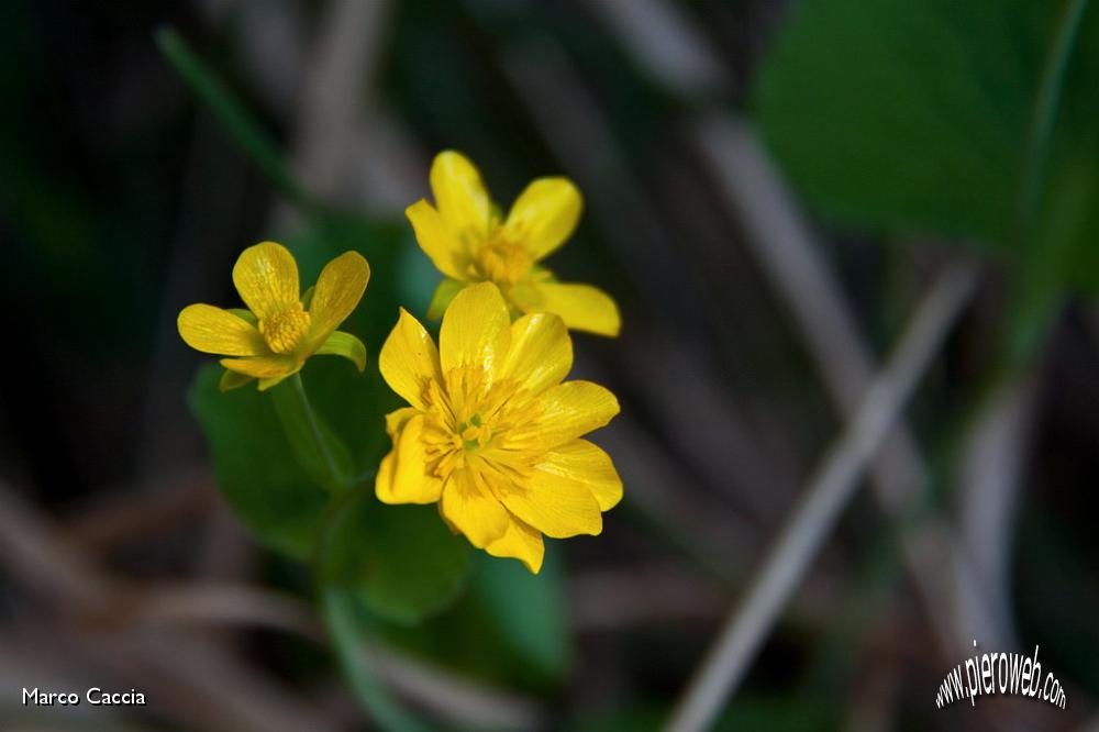 05_Ranunculus thora (ranuncolo erba tora ).jpg